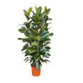 Ficus Elastica Robusta struik - 140 cm  Ø27