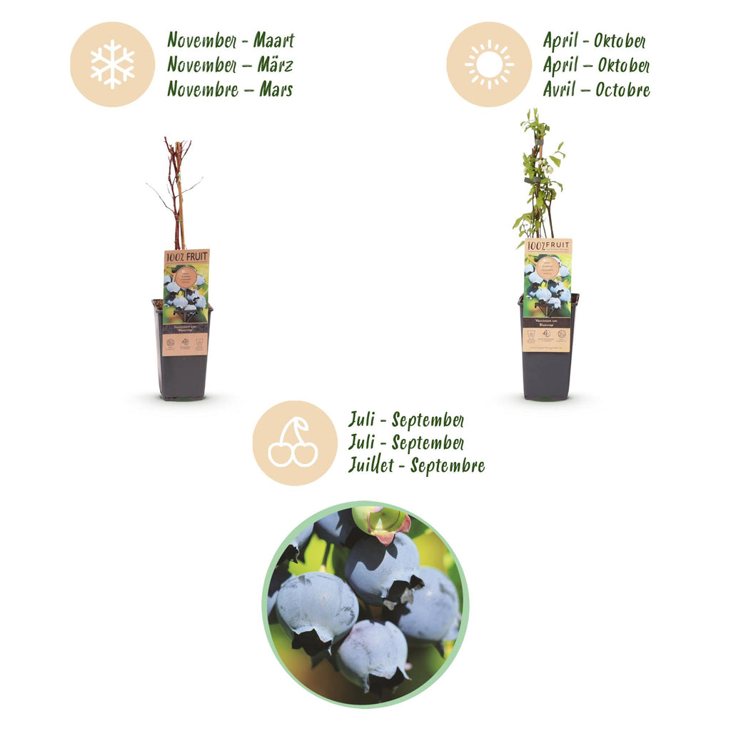 Fruitplant - Vaccinium corymbosum Bluecrop - Bosbes - Winterhard - Blauwe Bes - 2 Planten - Pot 15cm - Hoogte 50cm