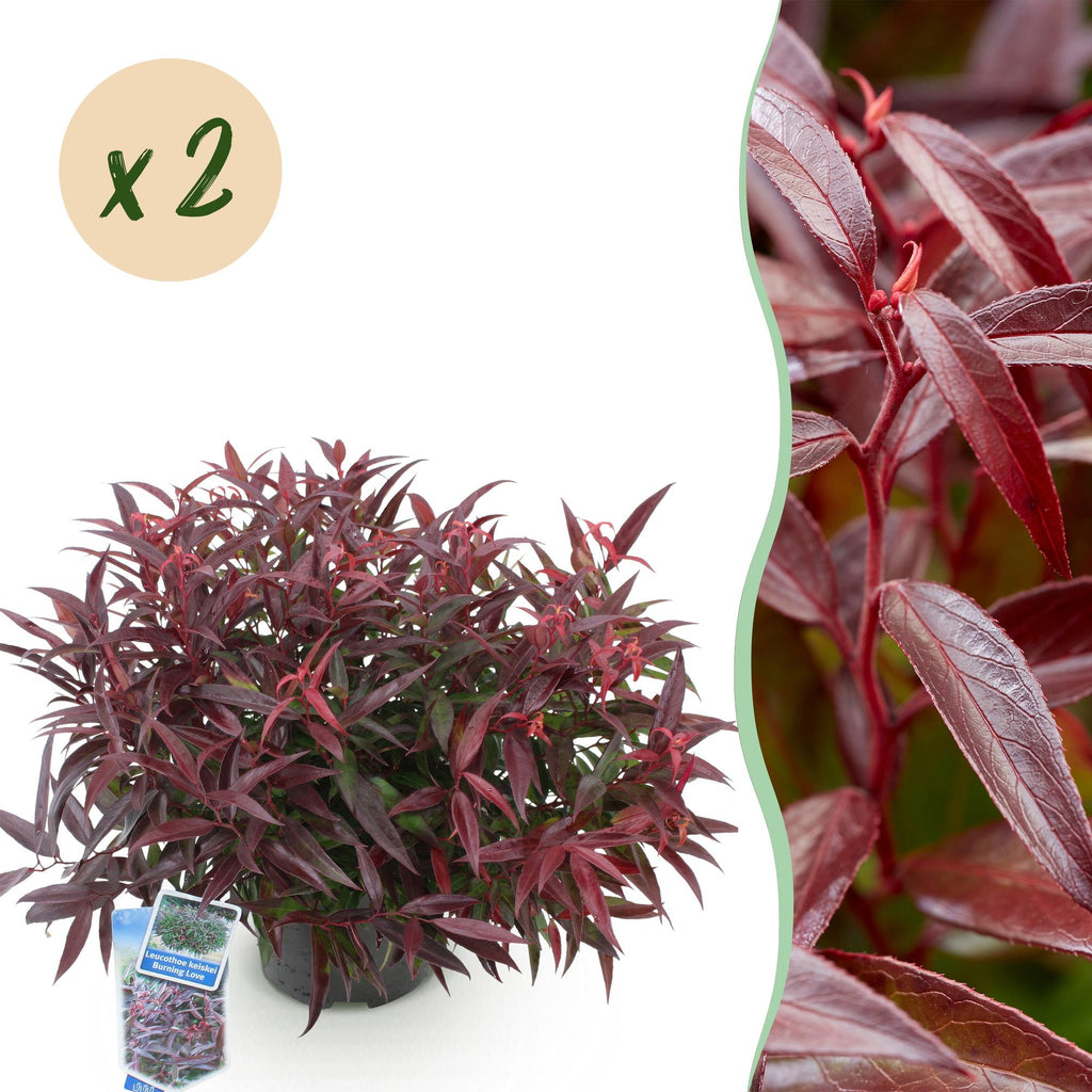 Tuinplant - Leucothoe Burning Love - Rood - 2 Planten - Groenblijvend - Weinig Onderhoud - Pot 17cm Hoogte 45cm