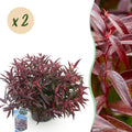 Tuinplant - Leucothoe Burning Love - Rood - 2 Planten - Groenblijvend - Weinig Onderhoud - Pot 17cm Hoogte 45cm