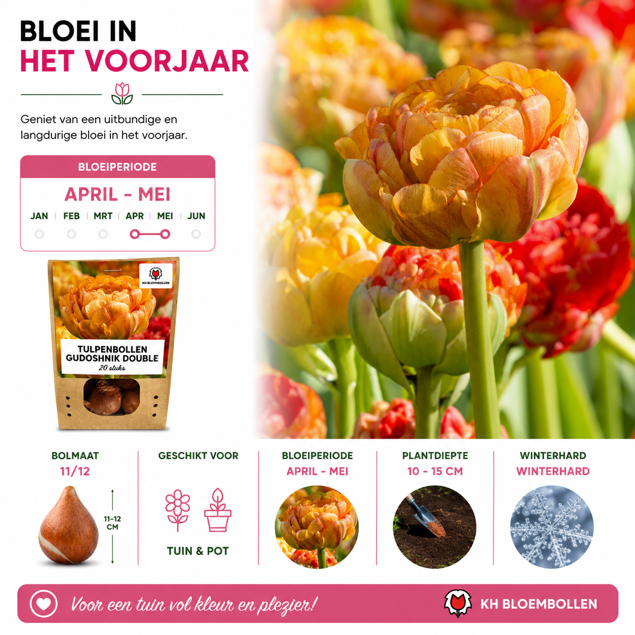 Tulpenbollen Gudoshnik Double – 20 Stuks | KH Bloembollen® | Geel, Oranje & Rode Dubbelbloemige Tulp – Pioenachtig & Kleurrijk – Voor Tuin of Pot – Maat 11/12 – Vers van de Teler