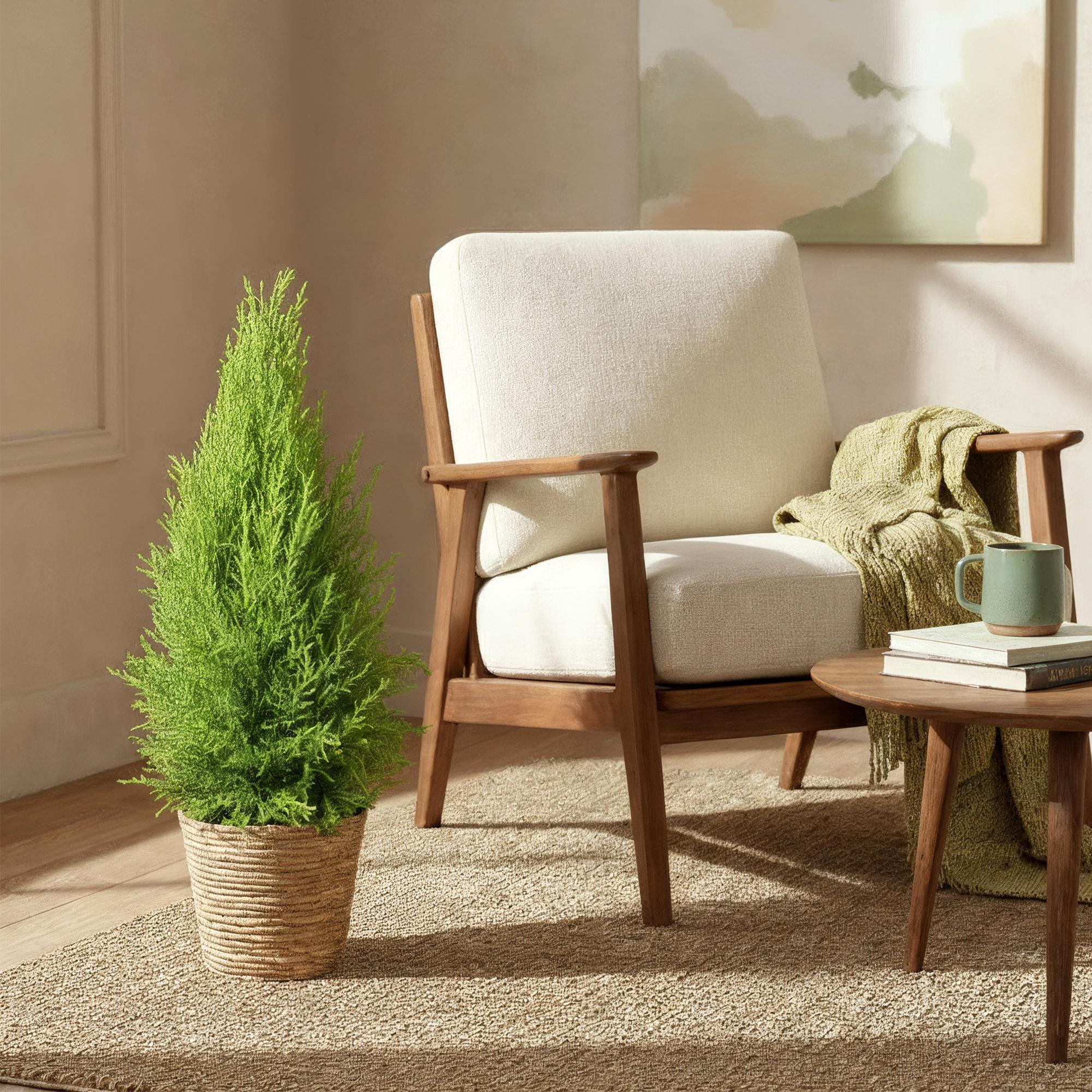 Green is... Kamerplanten - Cupressus Gold Crest Wilma - Kamer conifeer - Weinig onderhoud - Groen - 1 Plant - Pot 21cm - Hoogte 85-95cm