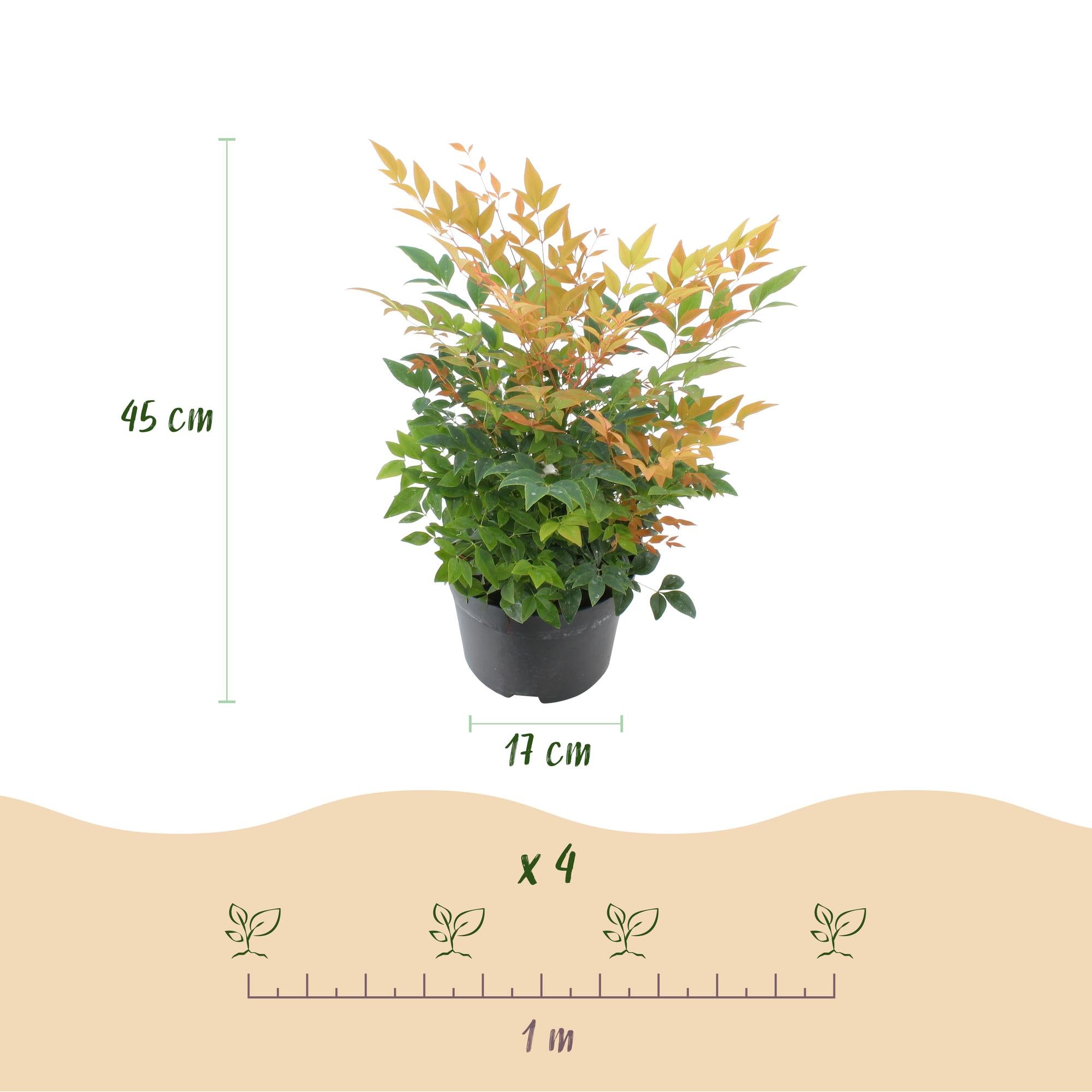 Tuinplant - Nandina Gulfstream - Oranje - 2 Planten - Groenblijvend - Weinig Onderhoud - Pot 17cm Hoogte 45cm