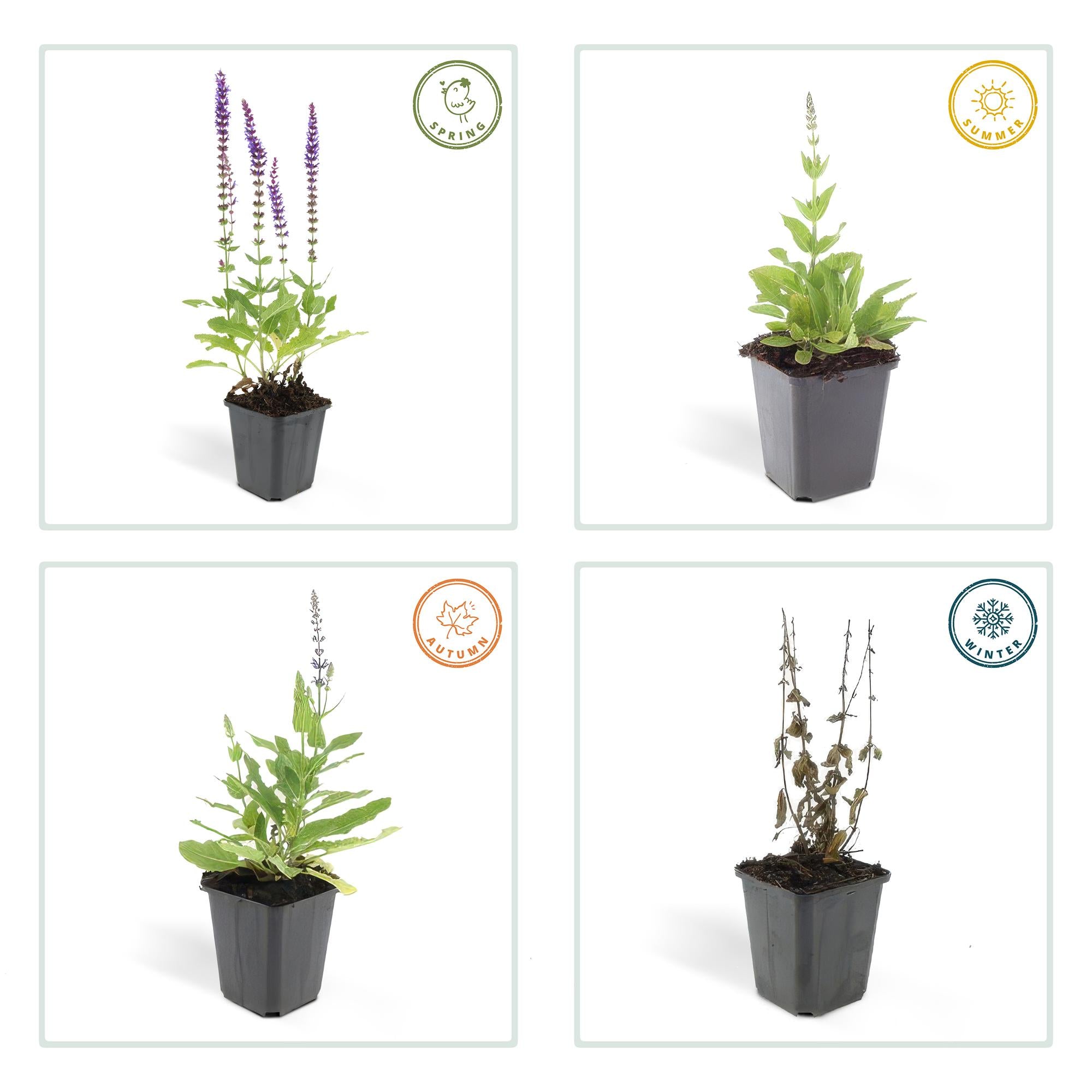 24x Salvia nem. 'Ostfriesland' - ↕10-25cm - Ø9cm
