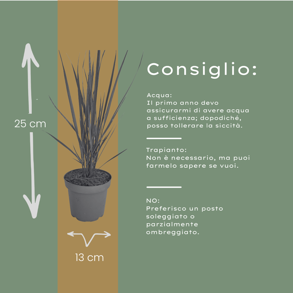 6x Panicum virgatum ‘Northwind’ – Sterk opgaand siergras met strakke groeivorm | Potmaat 12 cm
