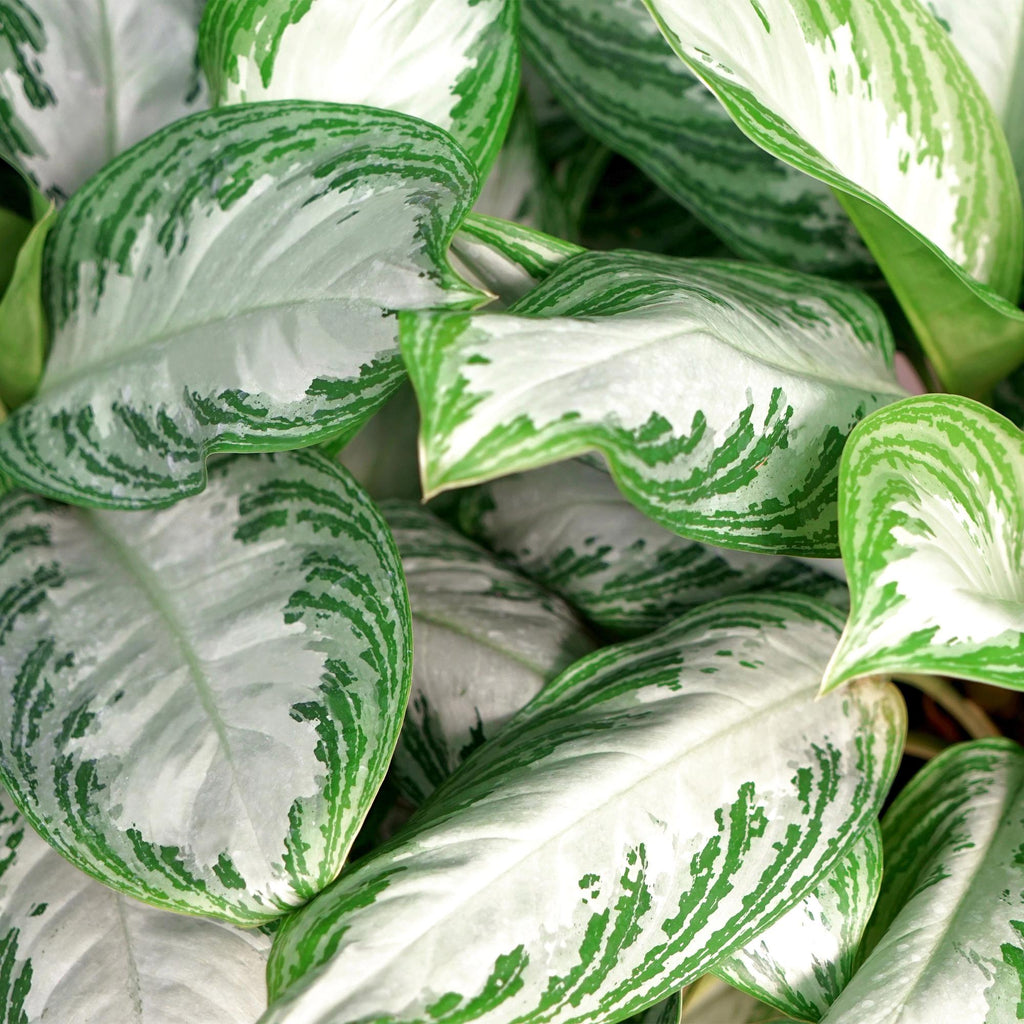 Green is... Kamerplanten - Aglaonema Silver Bay - Zilverblad - Weinig onderhoud - Groen - 1 Plant - Pot 17cm - Hoogte 70-75cm