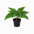 ARTIFICIAL Philodendron Imperial Green - 25cm