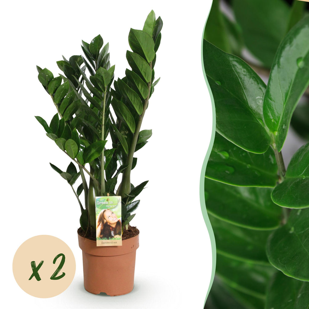 Green is... Kamerplanten - Zamioculcas - ZZ-plant - Weinig onderhoud - Groen - 2 Planten - Pot 17cm - Hoogte 65-75cm