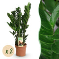 Green is... Kamerplanten - Zamioculcas - ZZ-plant - Weinig onderhoud - Groen - 2 Planten - Pot 17cm - Hoogte 65-75cm