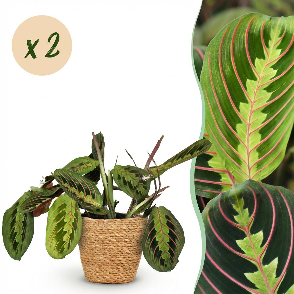 Kamerplant - Maranta Fascinator Tricolour - Gebedsplant - Huisdiervriendelijke Plant - Groen - 2 Planten - met Mand - Pot 12cm - Hoogte 25cm
