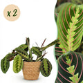 Kamerplant - Maranta Fascinator Tricolour - Gebedsplant - Huisdiervriendelijke Plant - Groen - 2 Planten - met Mand - Pot 12cm - Hoogte 25cm