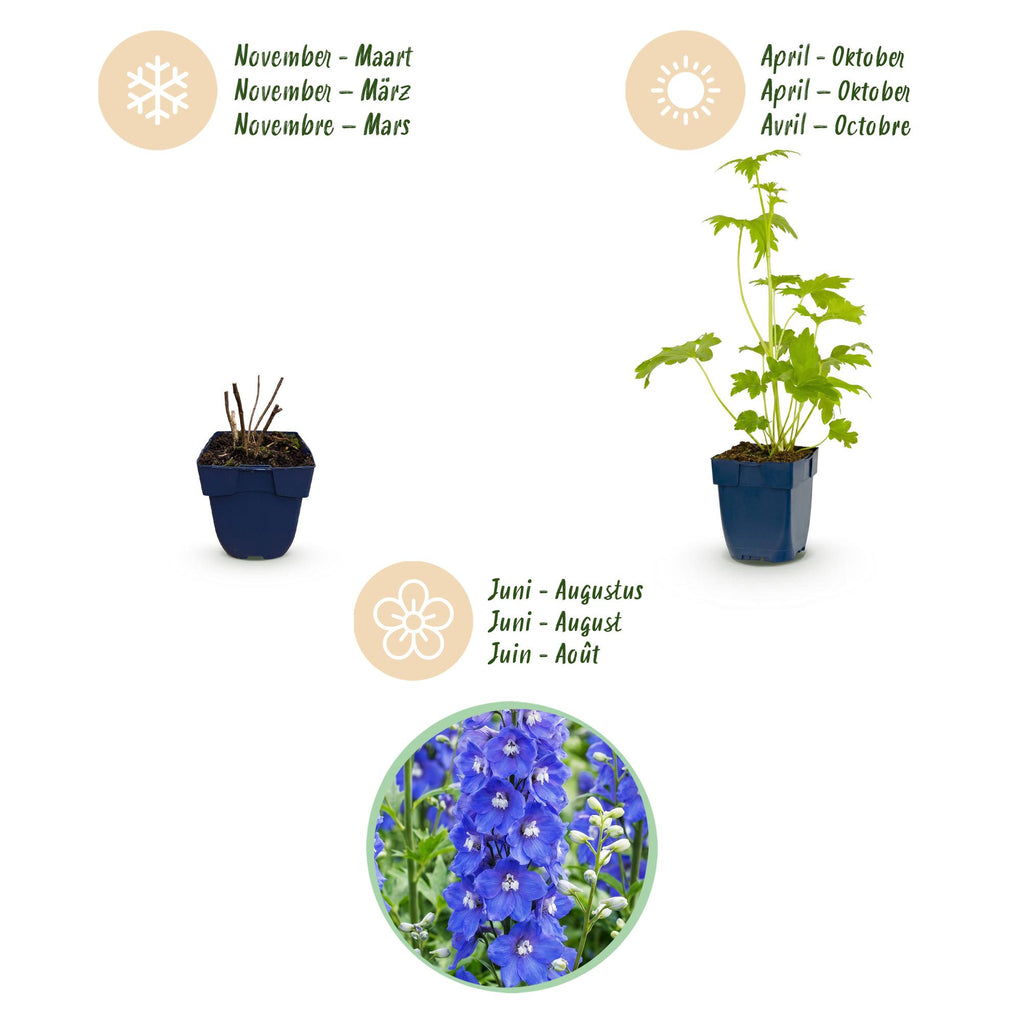 Vasteplant - Delphinium (P) Blue Bird - Ridderspoor - Bijen en Vlinderlokkers - Blauw - 12 Planten - Pot 11cm - Hoogte 15-25cm