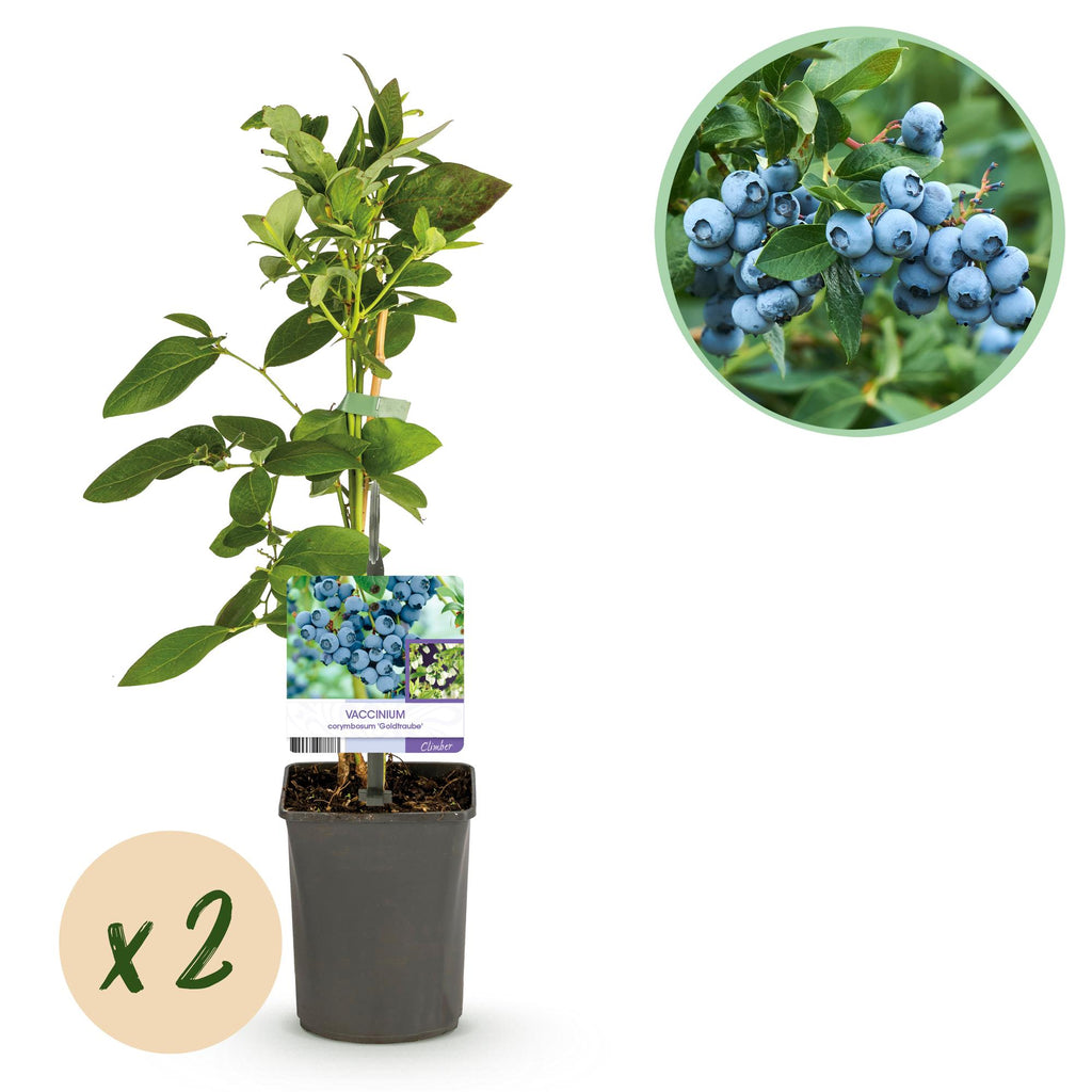 Fruitplant - Bosbes -  Vaccinium corymbosum Goldtraube -  Blauwe bes - Doornloos - 2 planten -  Pot 11cm Hoogte 40cm