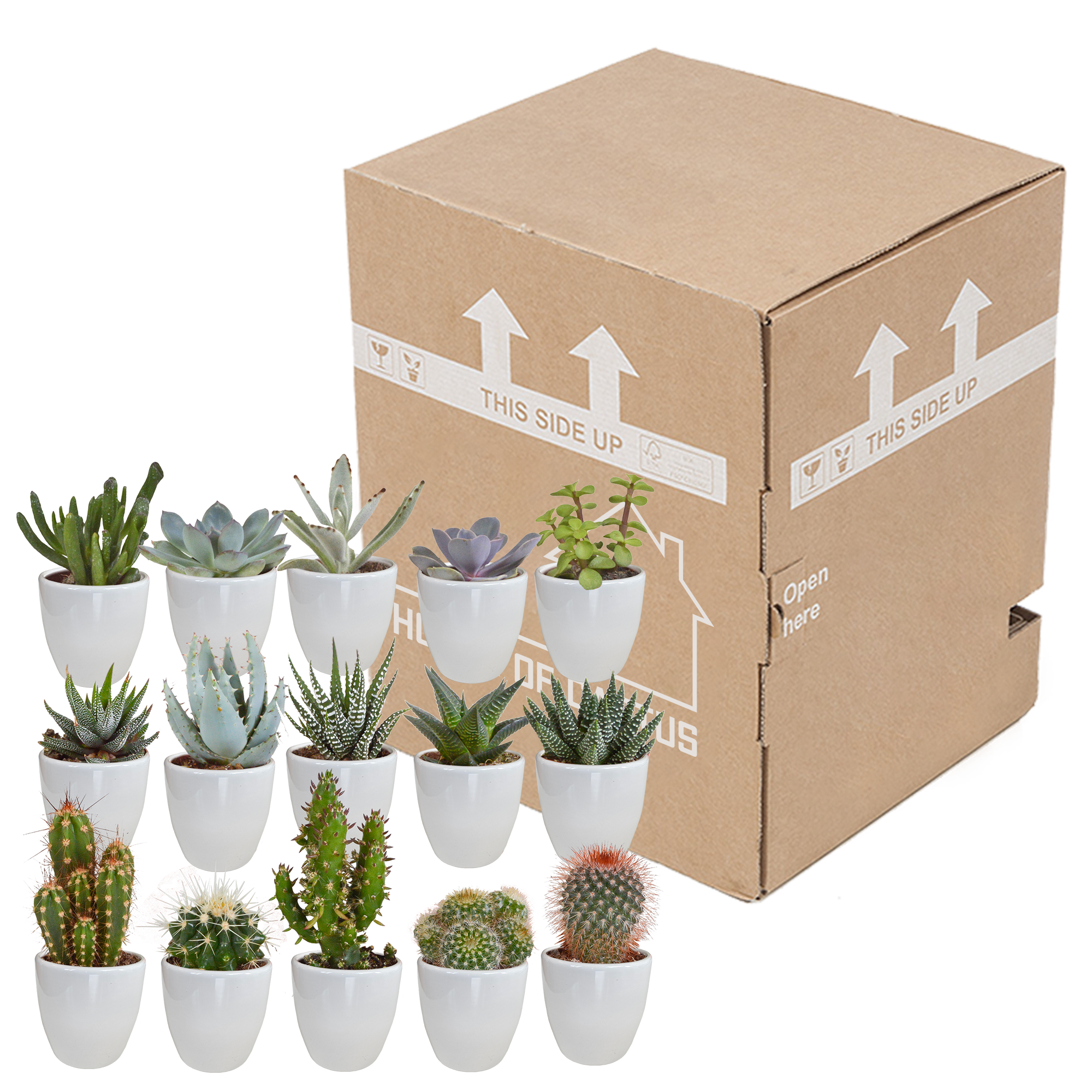 Cactus en vetplanten mix 5.5 cm | 15 stuks - in witte pot
