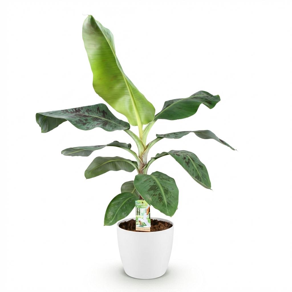 Kamerplanten - Musa acuminata Dwarf Cavendisch - Bananenplant - Weinig onderhoud - Groen - 1 Plant - met Potter Wit - Pot 21cm - Hoogte 70-75cm