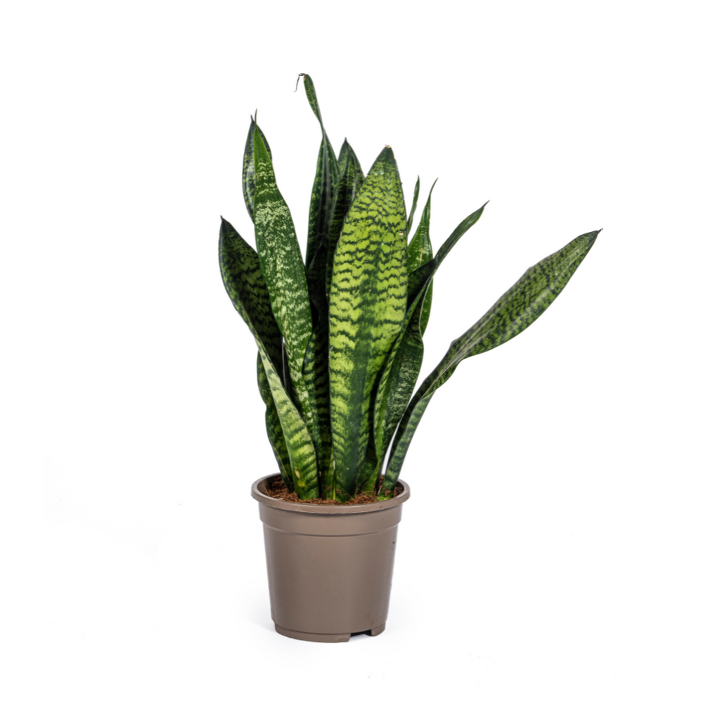 Sansevieria Trifasciata Zeylanica Compacta Ø17cm - ↕55 - 65cm