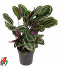 Calathea Medallion - 80 cm - Ø24cm