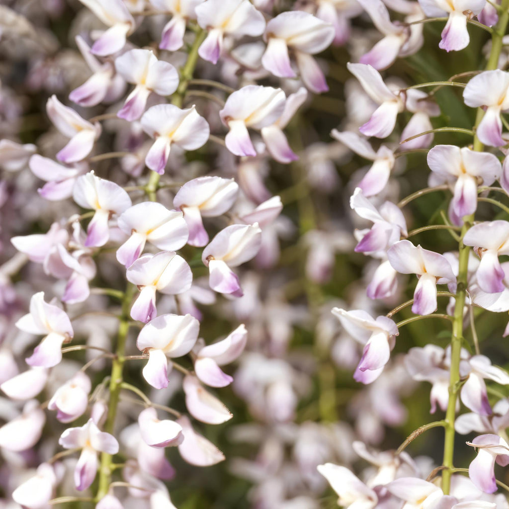 Blauwe regen - Wisteria floribunda Rosea - Bloem roze  - 1 plant - Pot 11cm Hoogte 40cm