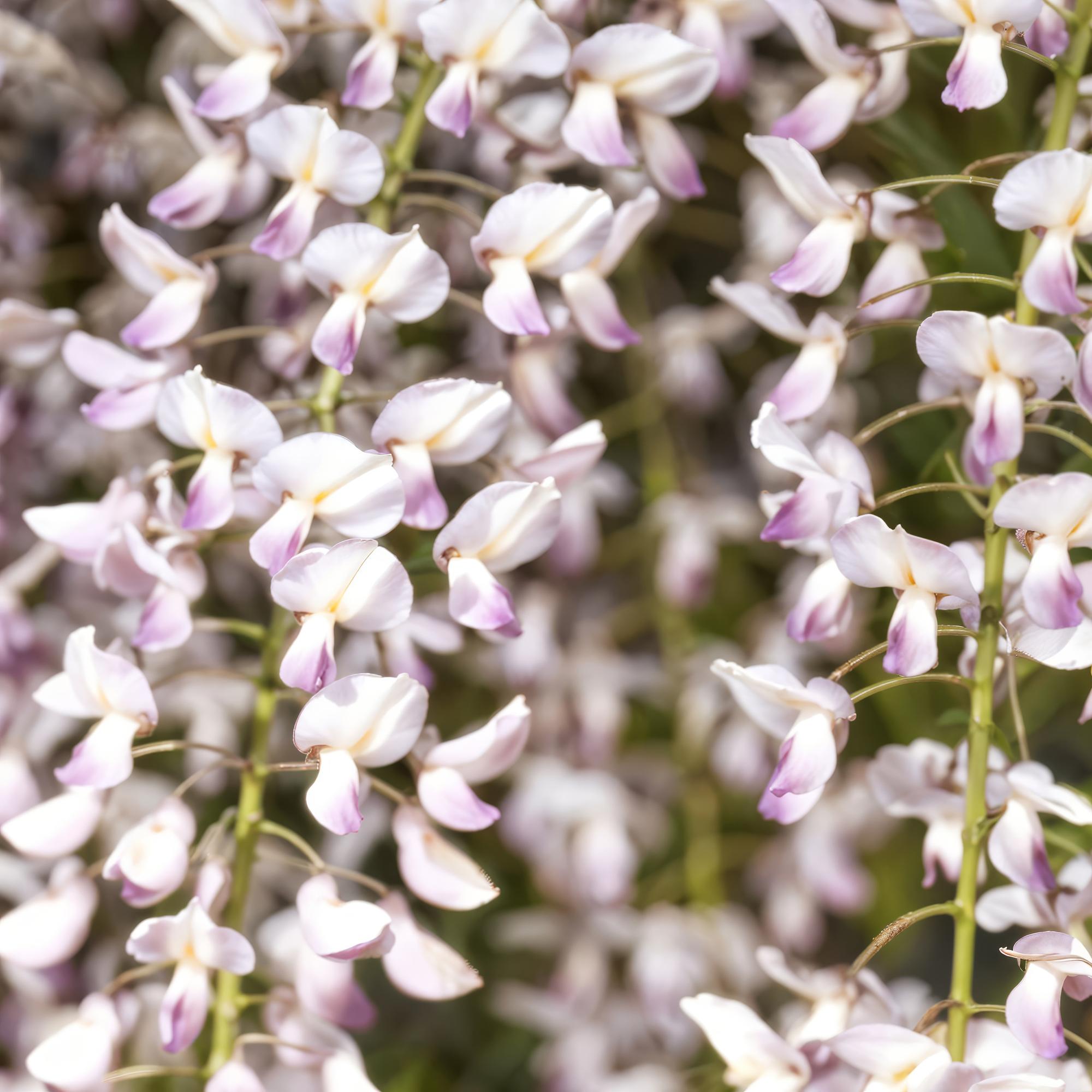 Blauwe regen - Wisteria floribunda Rosea - Bloem roze  - 1 plant - Pot 11cm Hoogte 40cm