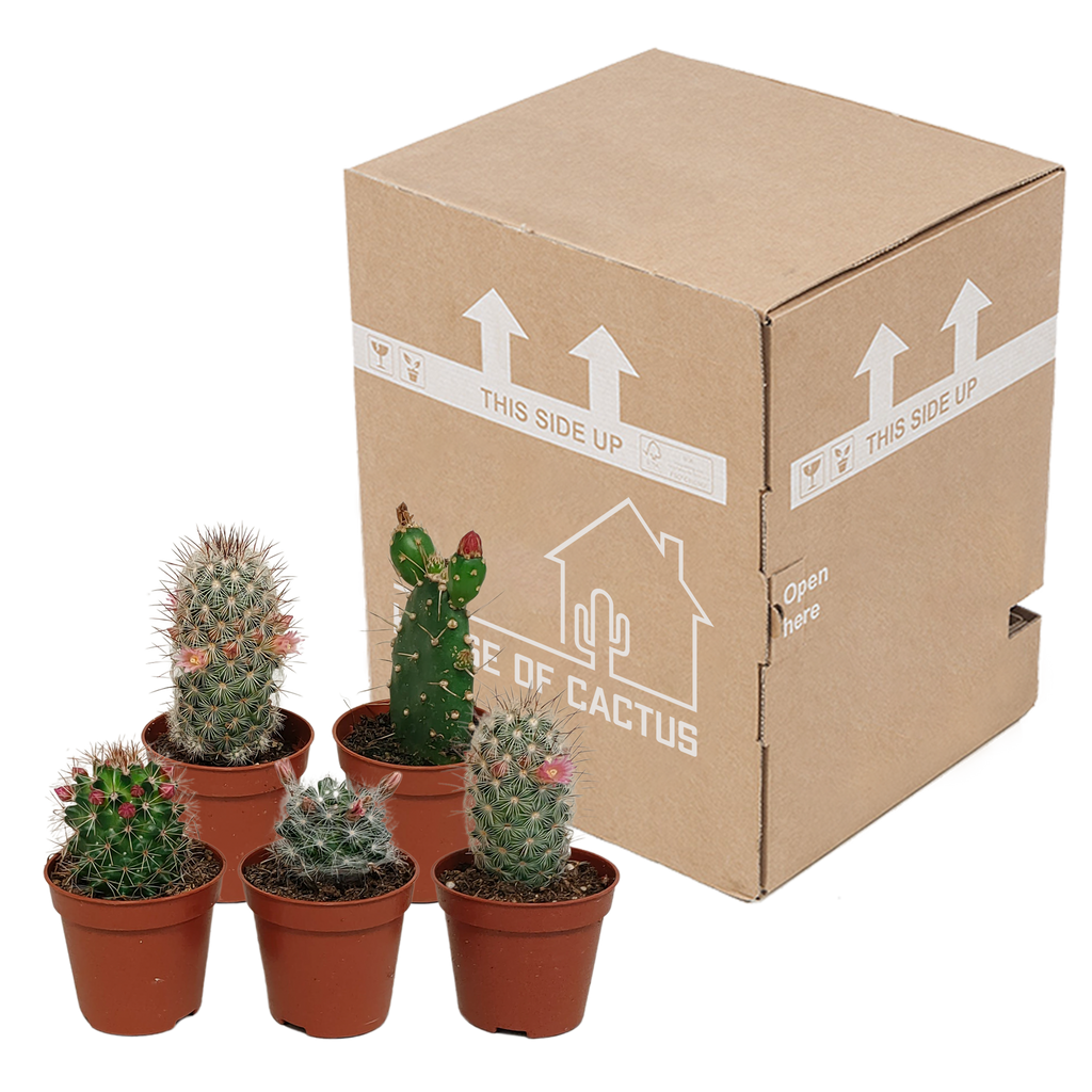 Cactus mix 5.5 cm - zonder pot bloeiend - 5x