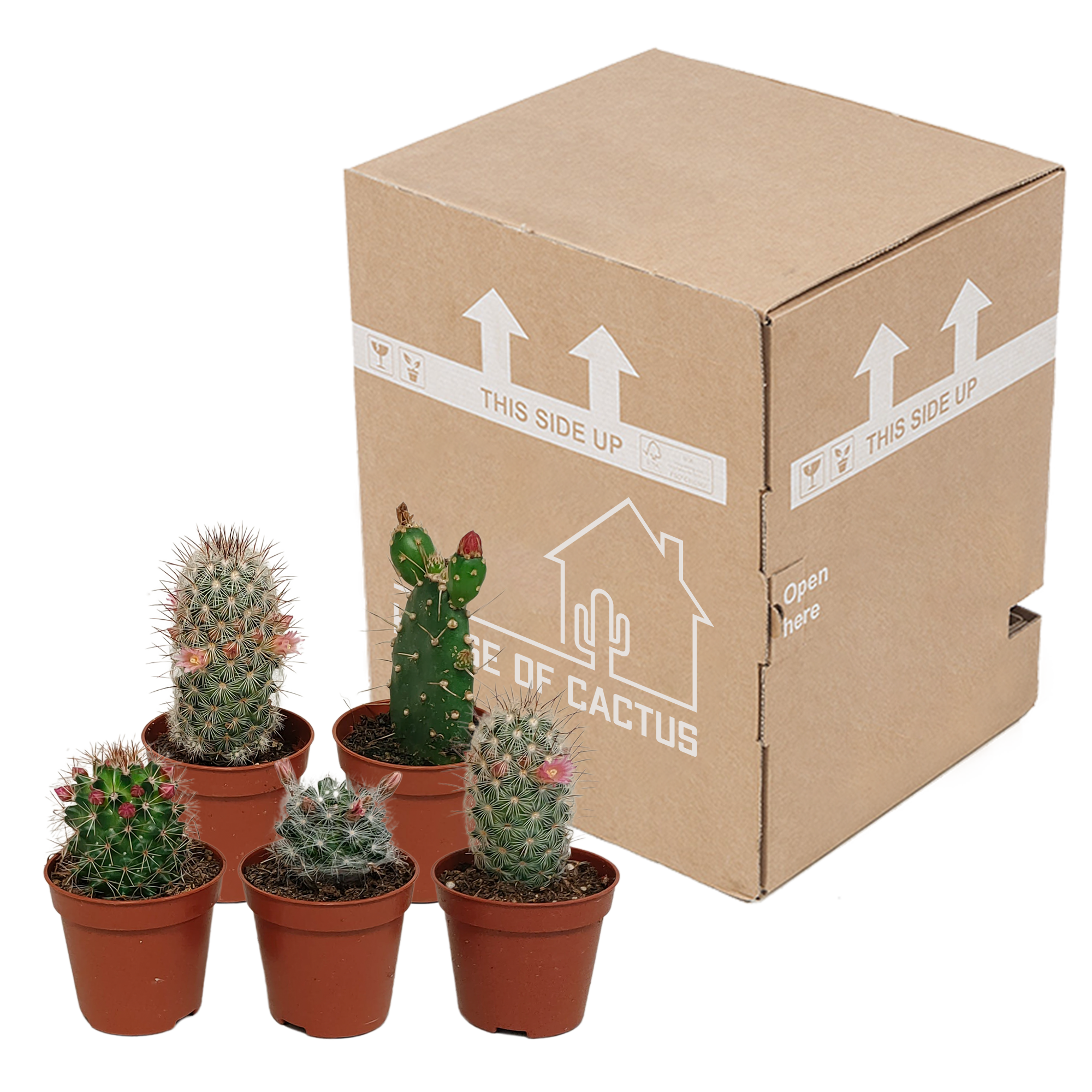 Cactus mix 5.5 cm - zonder pot bloeiend - 5x