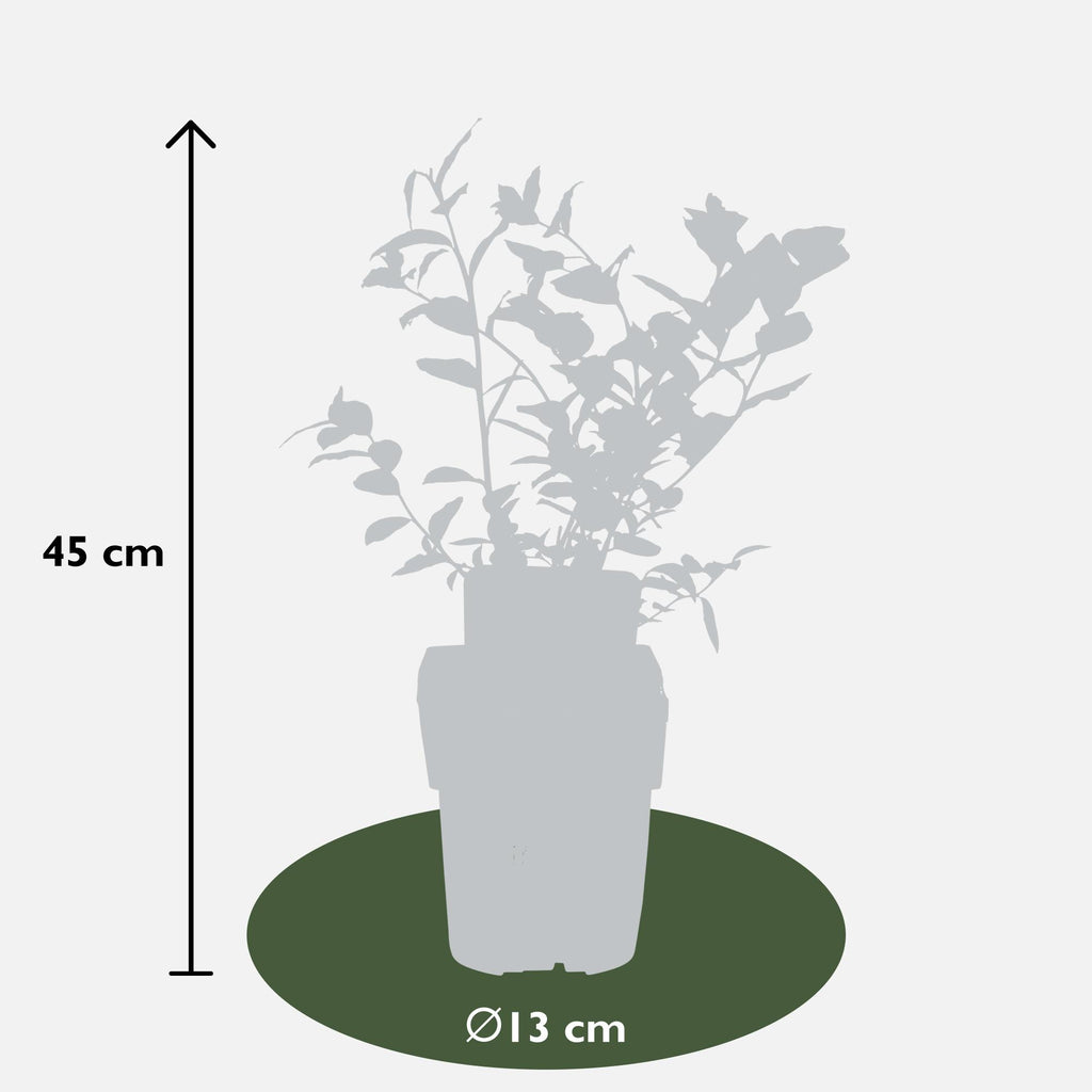 Vaccinium corymbosum 'Reka' - Blauwe bes - Ø13cm - ↕30cm