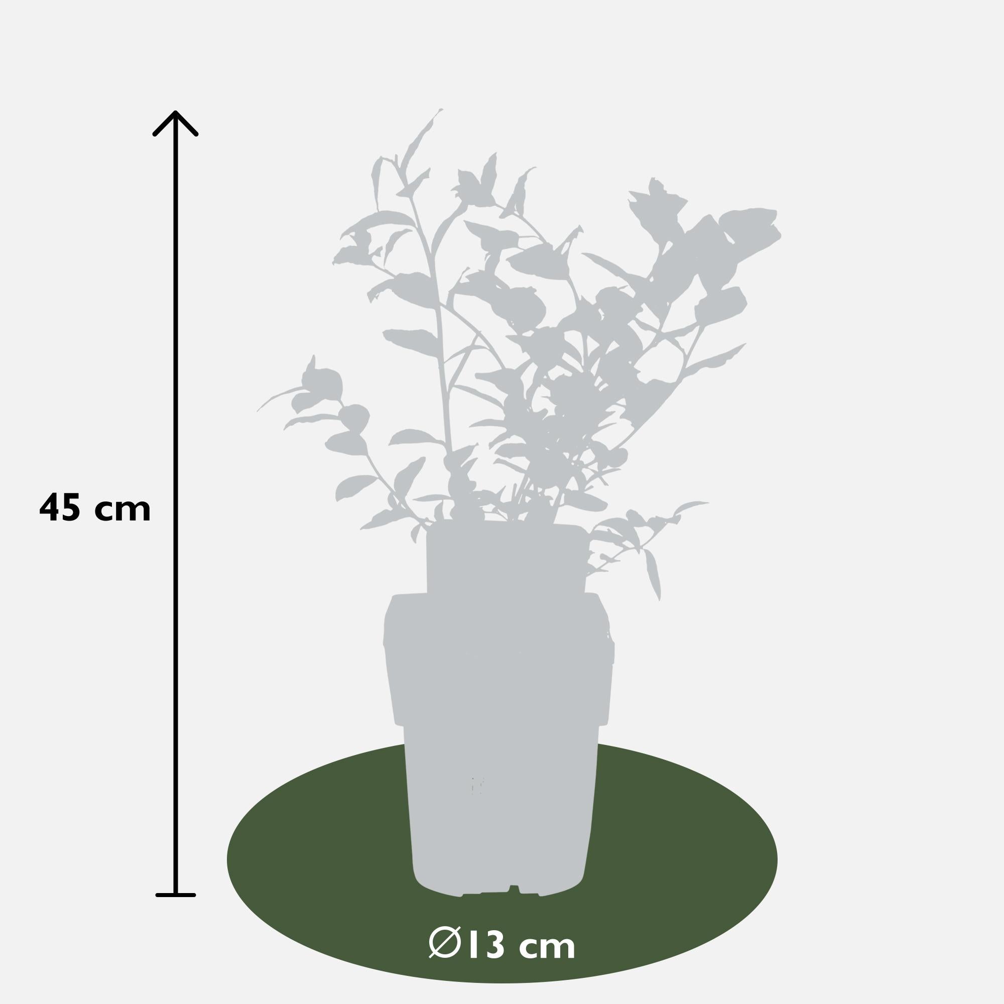 Vaccinium corymbosum 'Reka' - Blauwe bes - Ø13cm - ↕30cm