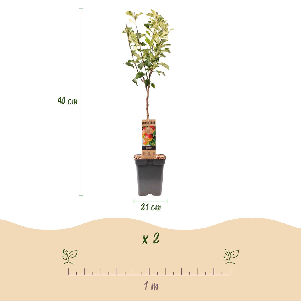 Fruitboom - Malus domestica Jonagold - Appelboom - Winterhard - Geel-Groene Appel - 1 Plant - Pot 21cm - Hoogte 90cm