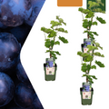 3 x Biologische Druivenplanten - Ø 13 cm - ↨ 20 cm