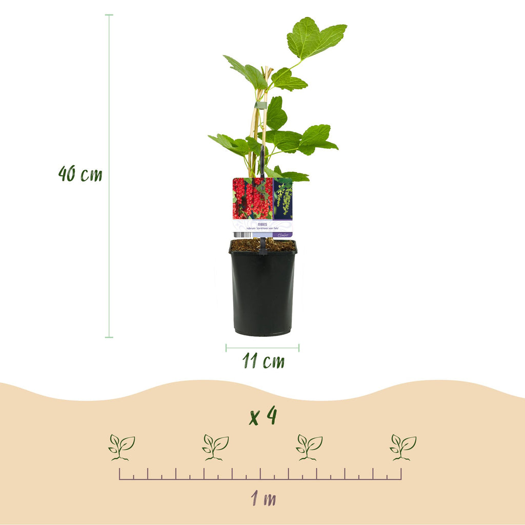 Fruit planten mix - Rode Bes, Rode Framboos, Zwarte Braam - 3 planten - Pot 11cm Hoogte 40cm