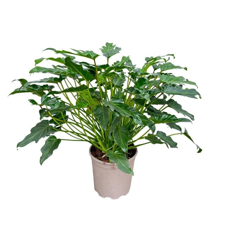 Philodendron Xanadu - 70cm