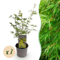 Tuinplant - Acer palmatum Emerald Lace - Groen - 3 Planten - Bladverliezend - Weinig Onderhoud - Pot 12cm Hoogte 35cm