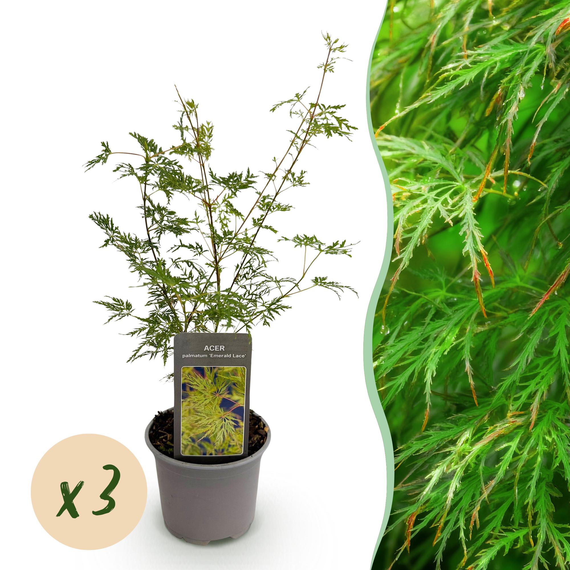 Tuinplant - Acer palmatum Emerald Lace - Groen - 3 Planten - Bladverliezend - Weinig Onderhoud - Pot 12cm Hoogte 35cm