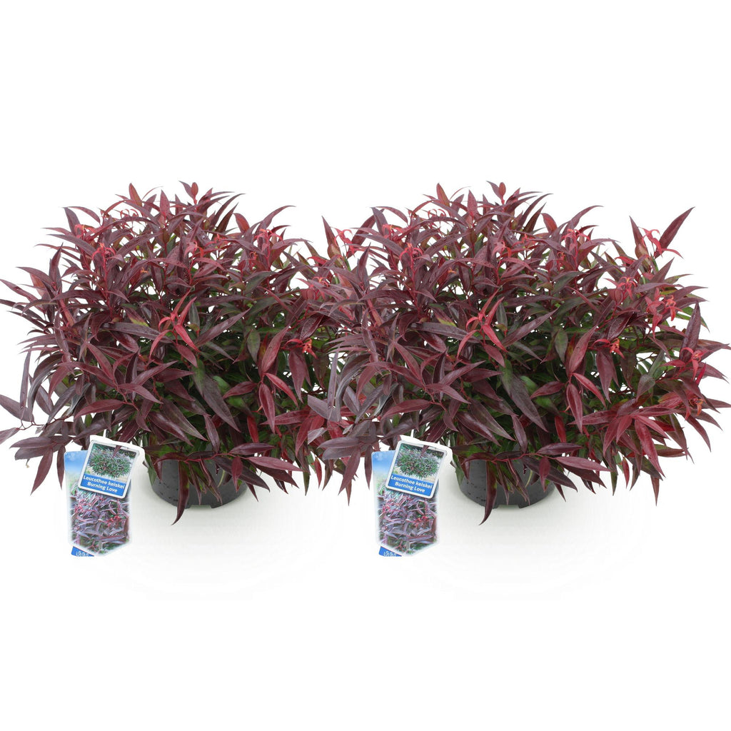 Tuinplant - Leucothoe Burning Love - Rood - 2 Planten - Groenblijvend - Weinig Onderhoud - Pot 17cm Hoogte 45cm