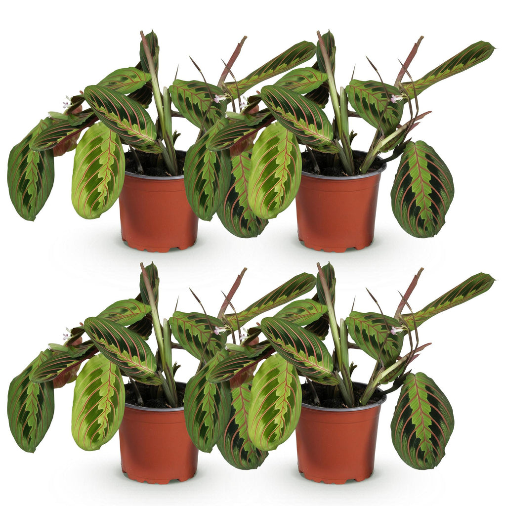 Kamerplant - Maranta Fascinator Tricolour - Gebedsplant - Huisdiervriendelijk - Groen - 4 Planten - Pot 12cm - Hoogte 30-35cm