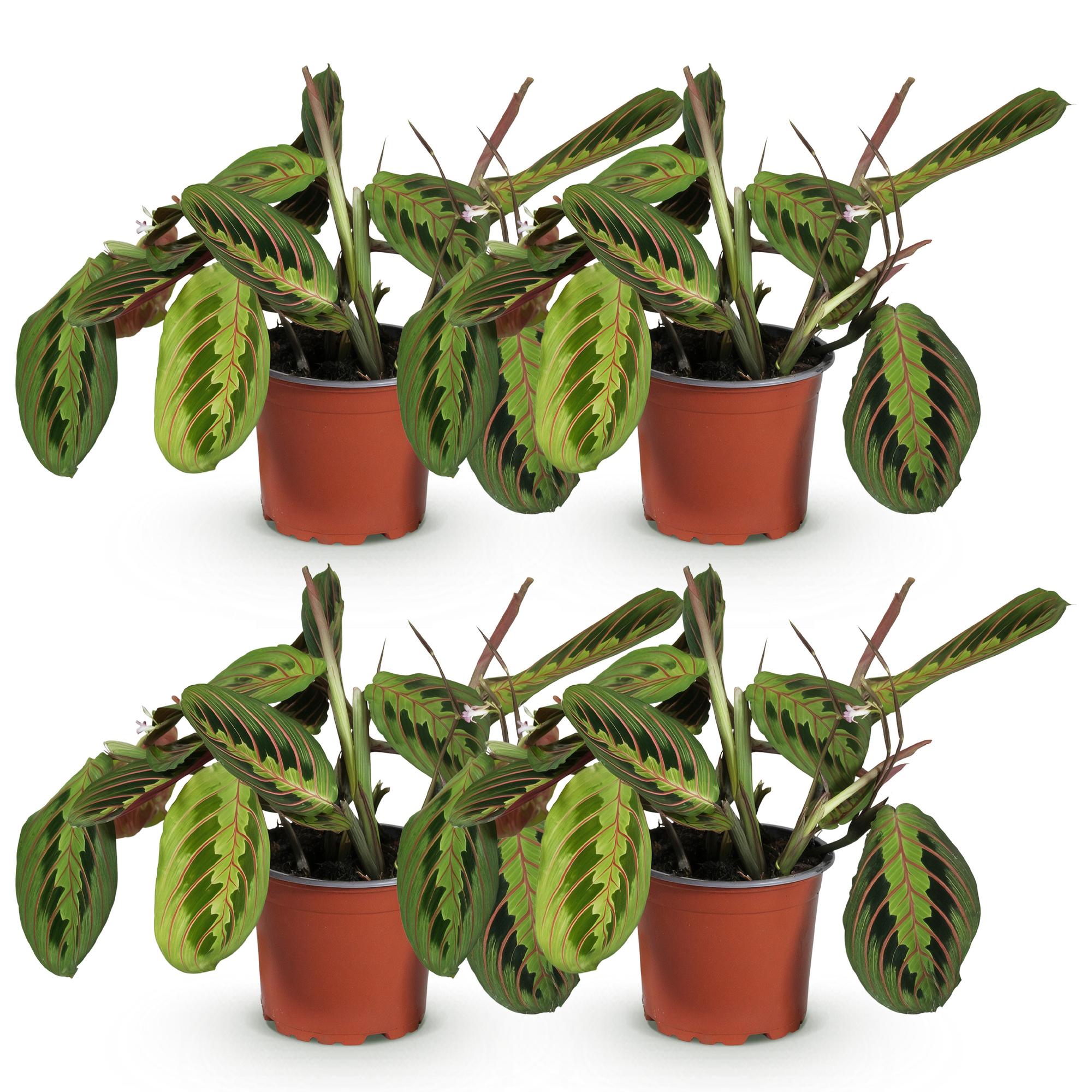 Kamerplant - Maranta Fascinator Tricolour - Gebedsplant - Huisdiervriendelijk - Groen - 4 Planten - Pot 12cm - Hoogte 30-35cm