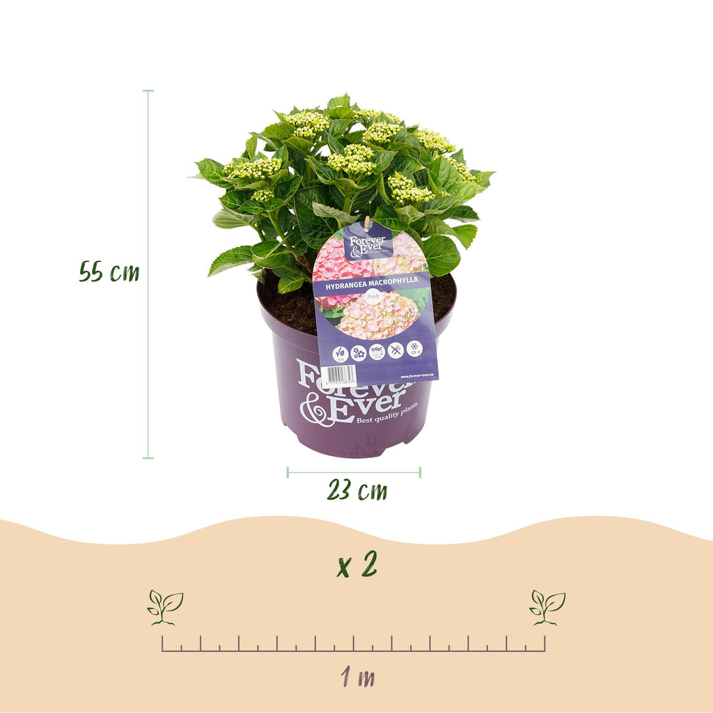 Terrasplant - Hortensia - Hydrangea Forever & Ever - Roze - 7-12 Bloemen - Pot 23cm Hoogte 55cm