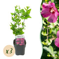 Tuinplant - Hibiscus syriacus Woodbridge - Tuin Hibiscus - Winterhard - Roze - 3 Planten - Pot 17cm - Hoogte 45cm