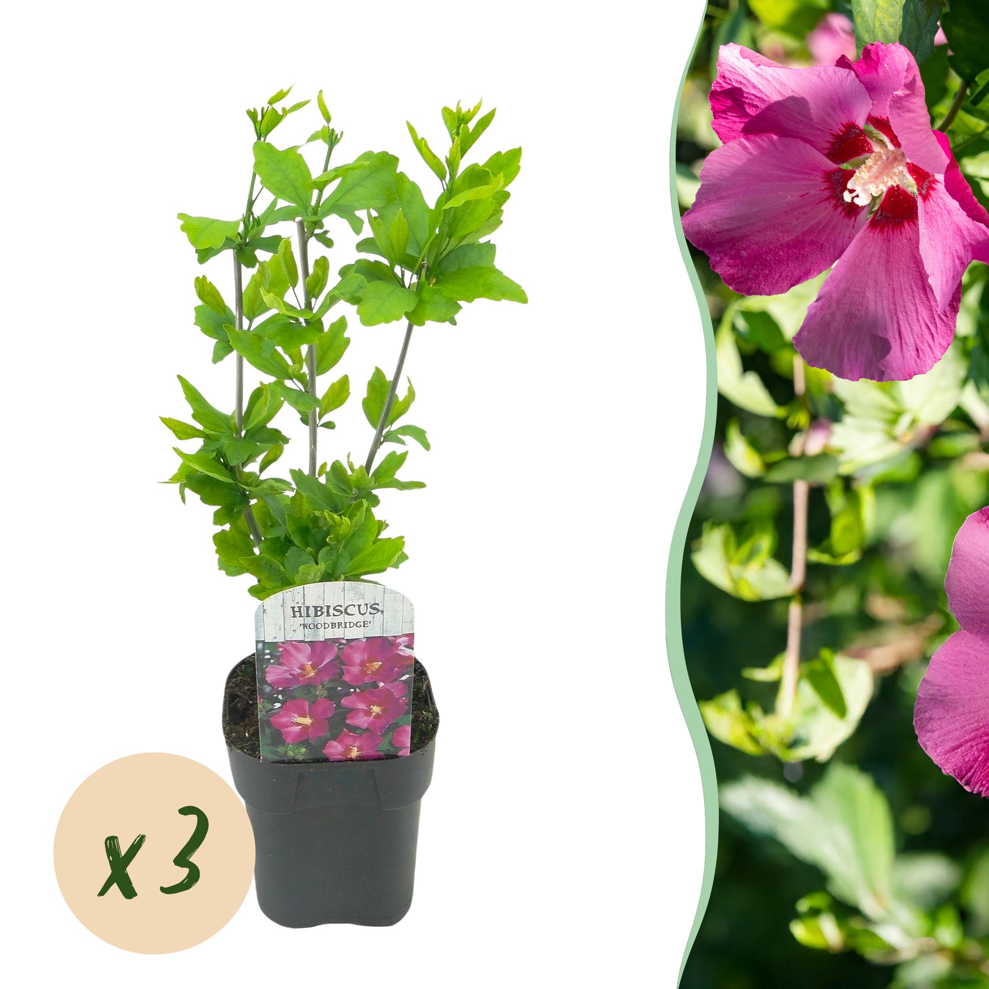 Tuinplant - Hibiscus syriacus Woodbridge - Tuin Hibiscus - Winterhard - Roze - 3 Planten - Pot 17cm - Hoogte 45cm