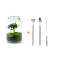 DIY terrarium - Jar - Coffea Arabica - ↕ 28 cm - Rake + Shovel + Tweezer