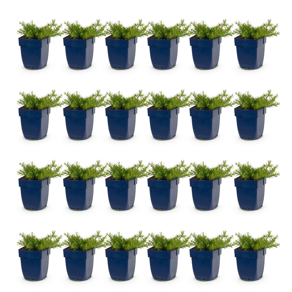 Vasteplant - Phlox MacDaniel's Cushion - Vlambloem - Bodembedekkend - Donker Roze - 24 Planten - Pot 11cm - Hoogte 15-25cm
