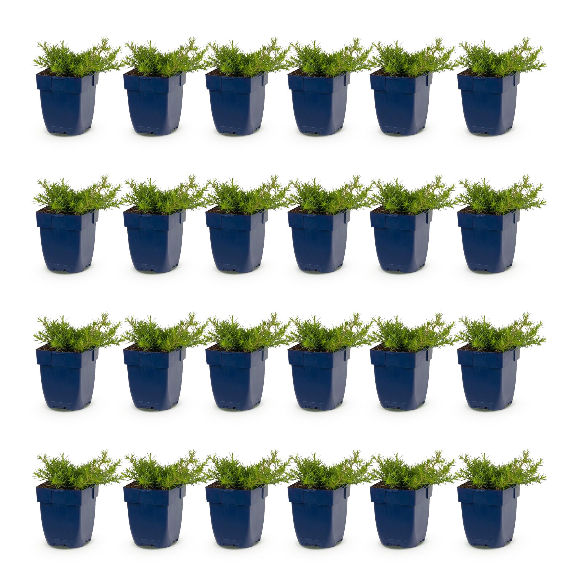 Vasteplant - Phlox MacDaniel's Cushion - Vlambloem - Bodembedekkend - Donker Roze - 24 Planten - Pot 11cm - Hoogte 15-25cm