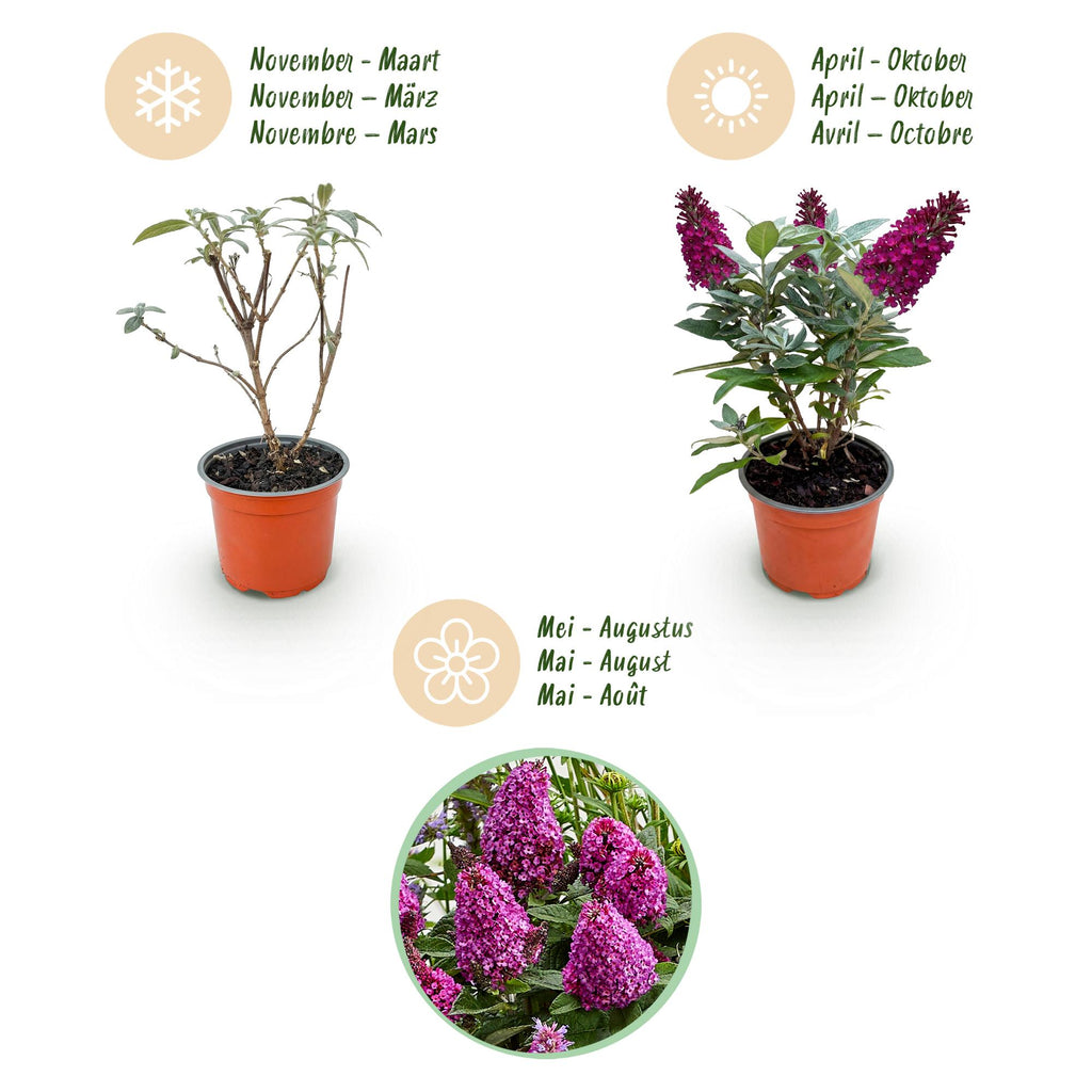 Tuinplant - Buddleja davidii Butterfly Candy Little Ruby - Vlinderstruik - Compact - Rood - 1 Plant - Pot 12cm - Hoogte 20-25cm