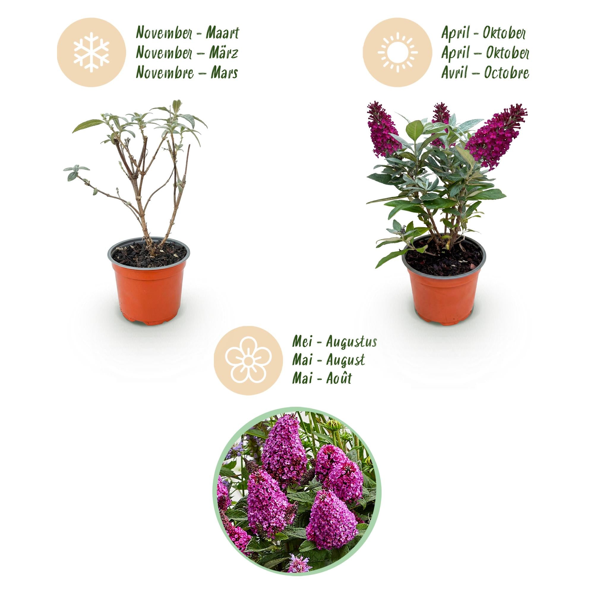Tuinplant - Buddleja davidii Butterfly Candy Little Ruby - Vlinderstruik - Compact - Rood - 1 Plant - Pot 12cm - Hoogte 20-25cm