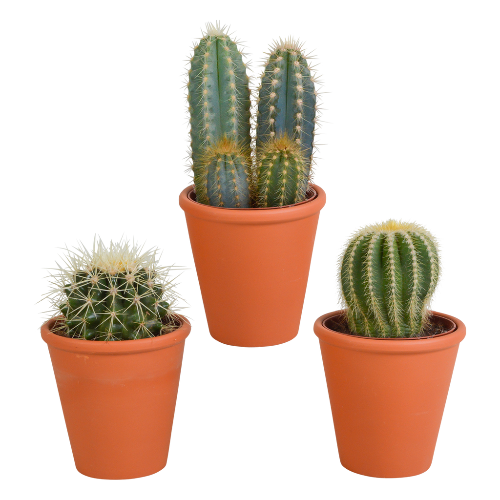 Cactus mix 8.5 cm - 3x - in terracotta pot
