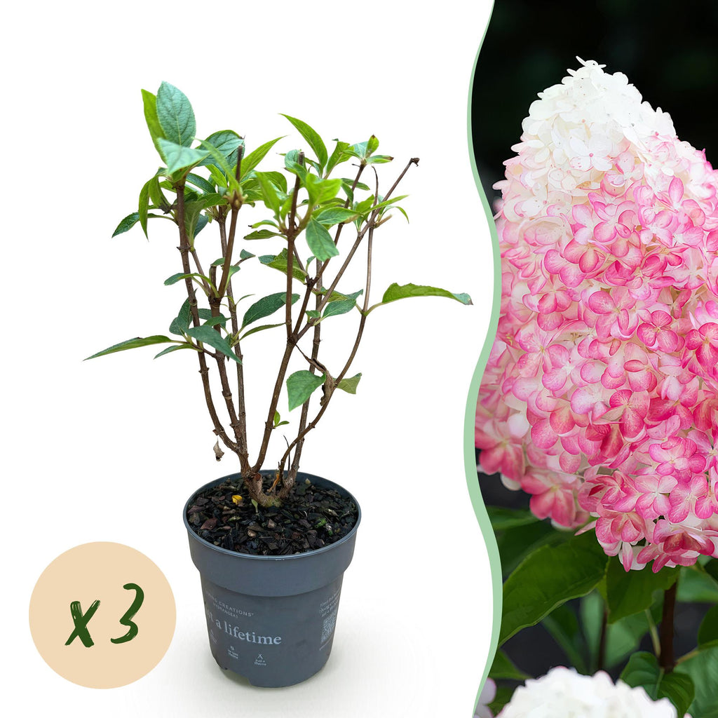 Tuinplant - Hydrangea panniculata Living Pink & Rose - Pluimhortensia - Winterhard - Roze - 3 Planten - Pot 12cm - Hoogte Hoogte 20-30cm