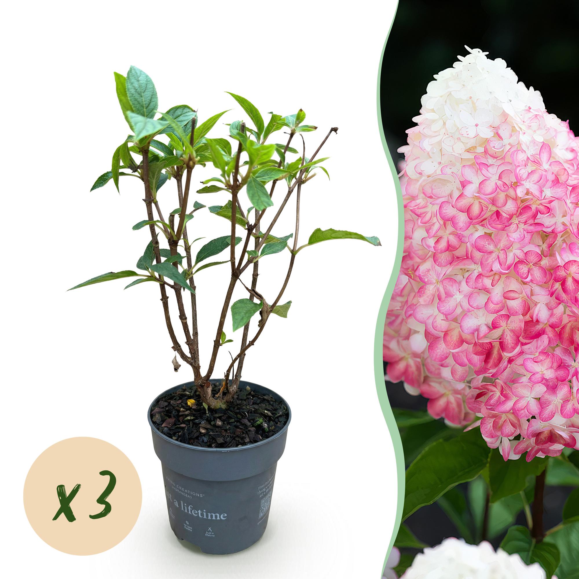 Tuinplant - Hydrangea panniculata Living Pink & Rose - Pluimhortensia - Winterhard - Roze - 3 Planten - Pot 12cm - Hoogte Hoogte 20-30cm
