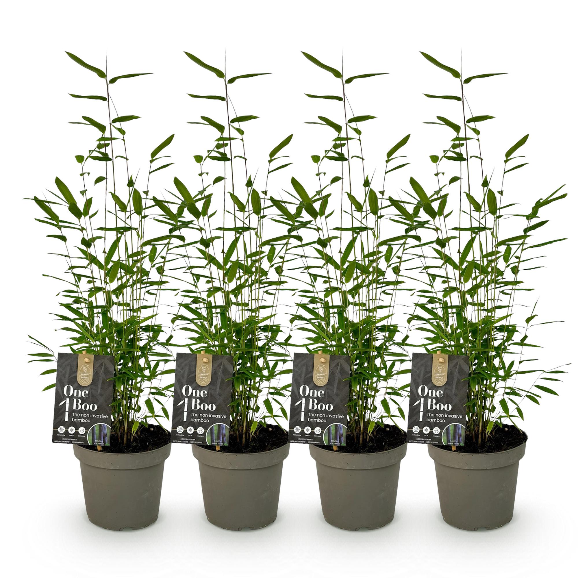 Bamboe - Fargesia Black Dragon - Groen - 4 Planten - Bladhoudend - Niet Woekerend- Pot 14cm Hoogte 35cm