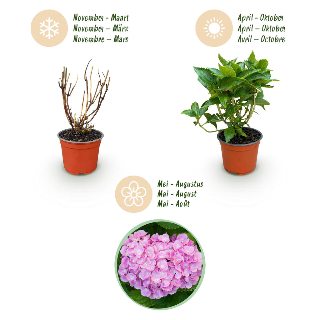 Tuinplant - Hydrangea macrophylla Roze - Hortensia - Winterhard - Roze - 1 Plant - Pot 12cm - Hoogte Hoogte 20-30cm