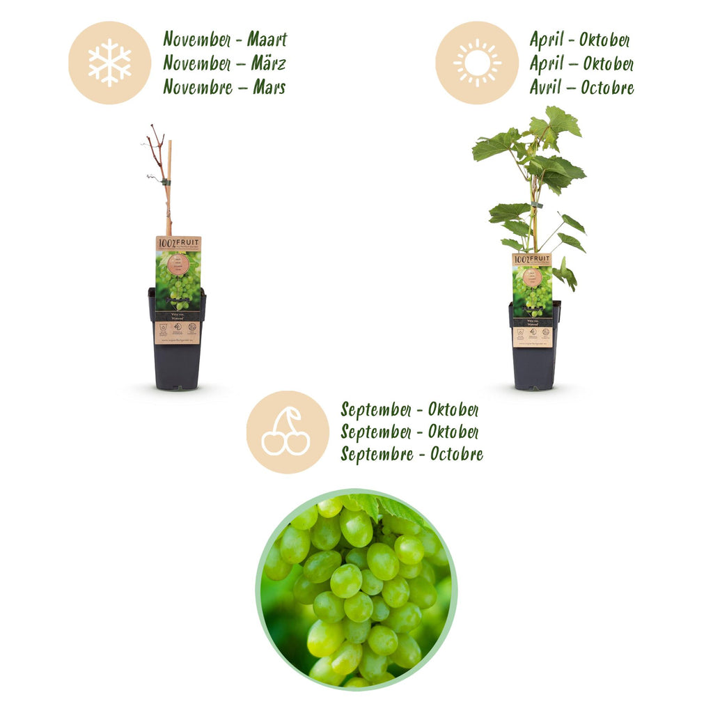 Fruitplant - Vitis vinifera Himrod - Druivenplant - Pitarm - Witte Druif - 2 Planten - Pot 15cm - Hoogte 50cm